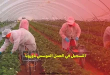 التسجيل في العمل الموسمي بأوروبا 2025